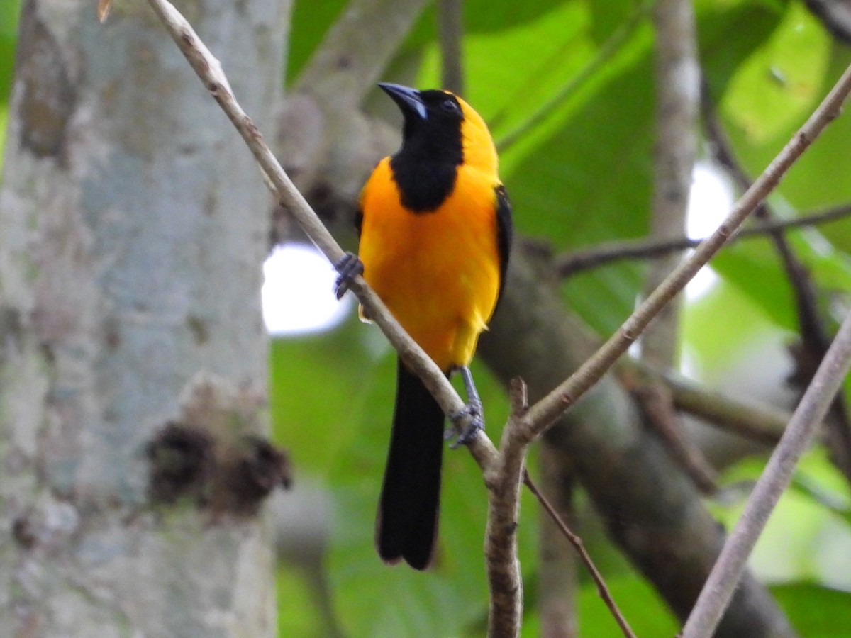 Yellow-backed Oriole - Mary Leigh