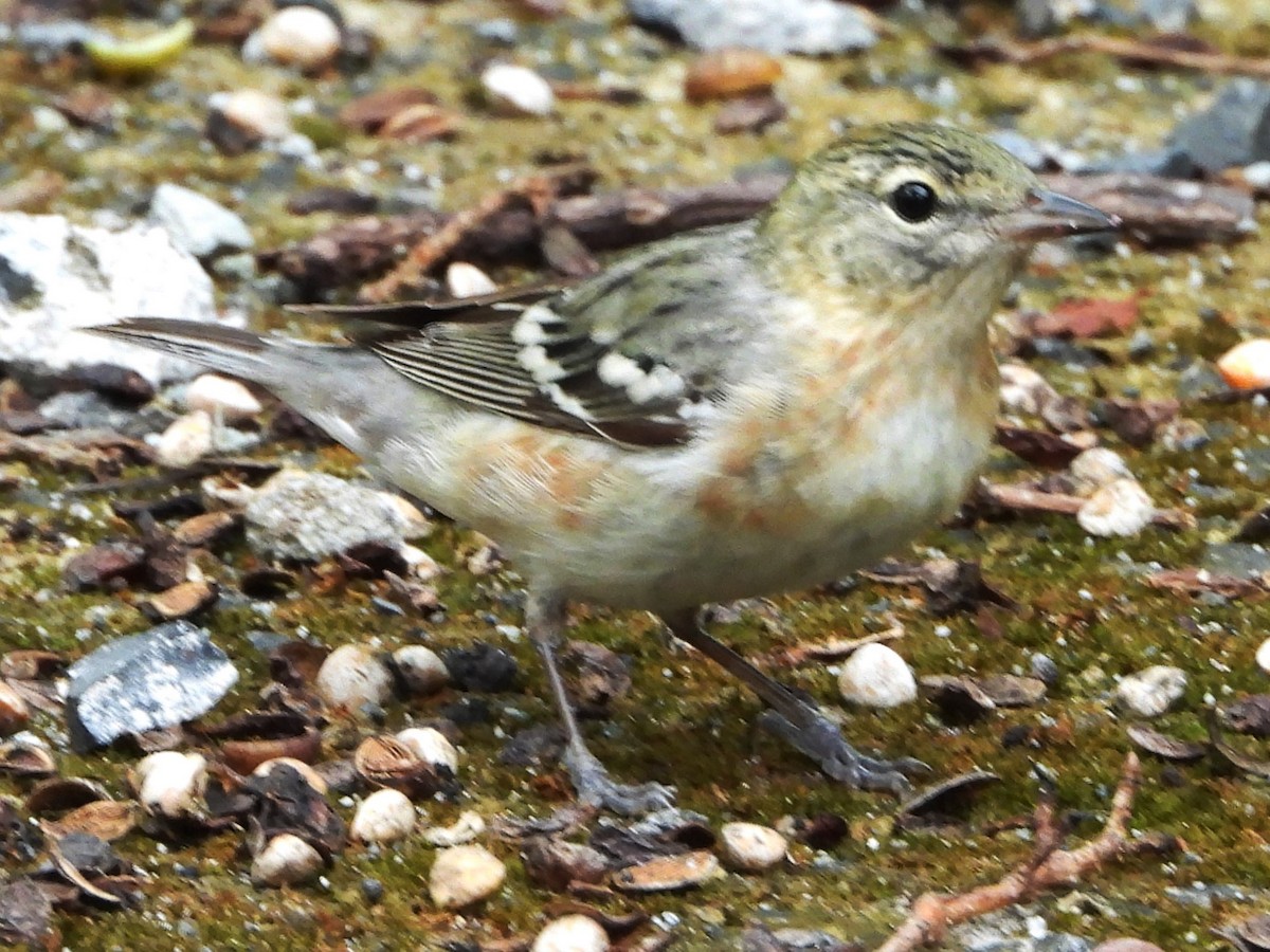 Bay-breasted Warbler - Mary Leigh