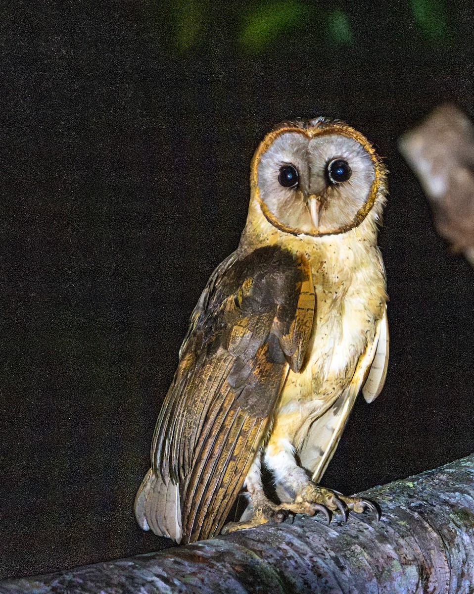 Ashy-faced Owl - ML618008016