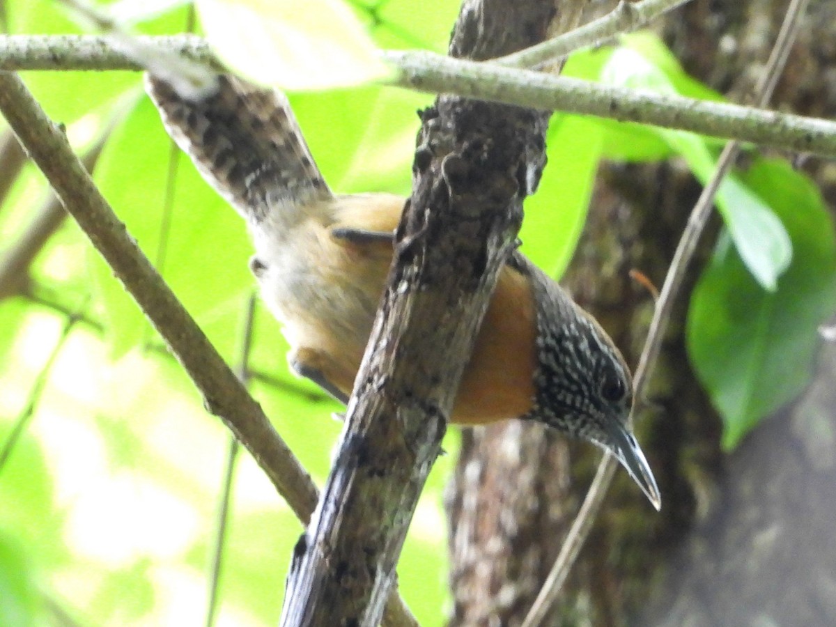 Rufous-breasted Wren - Mary Leigh