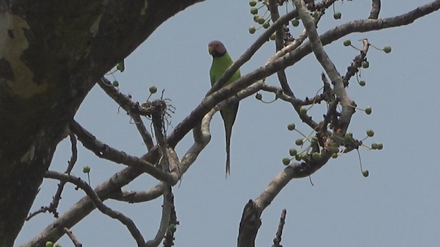 Gül Başlı Yeşil Papağan - ML618008020