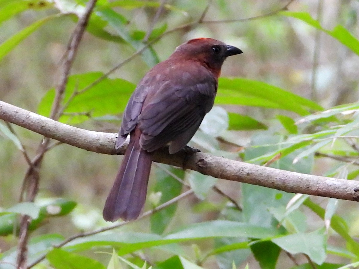 Red-throated Ant-Tanager - Mary Leigh