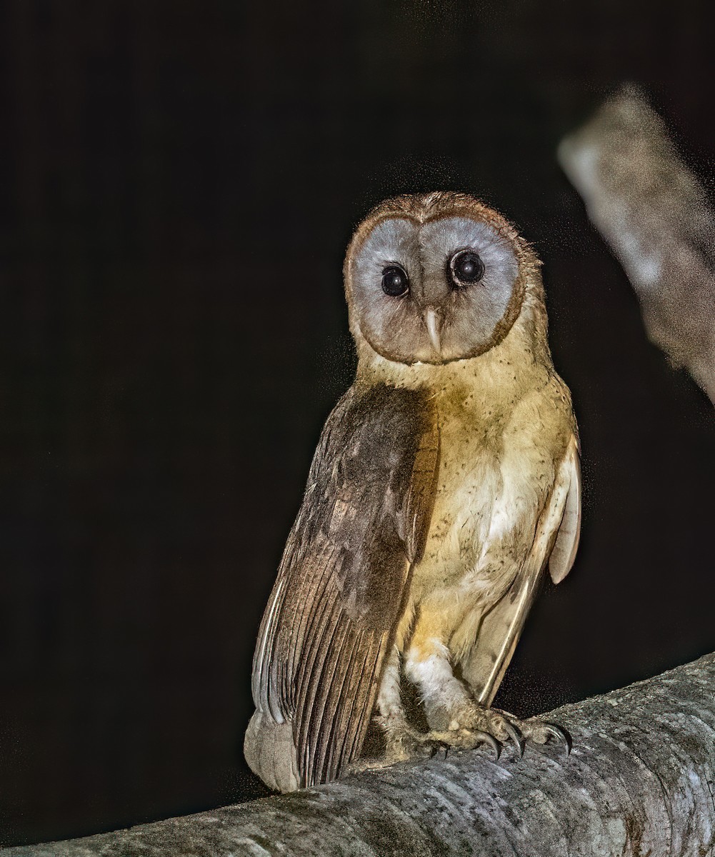Ashy-faced Owl - ML618008030