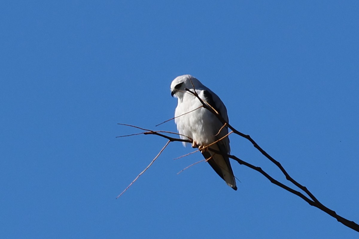 Black-shouldered Kite - ML618008031