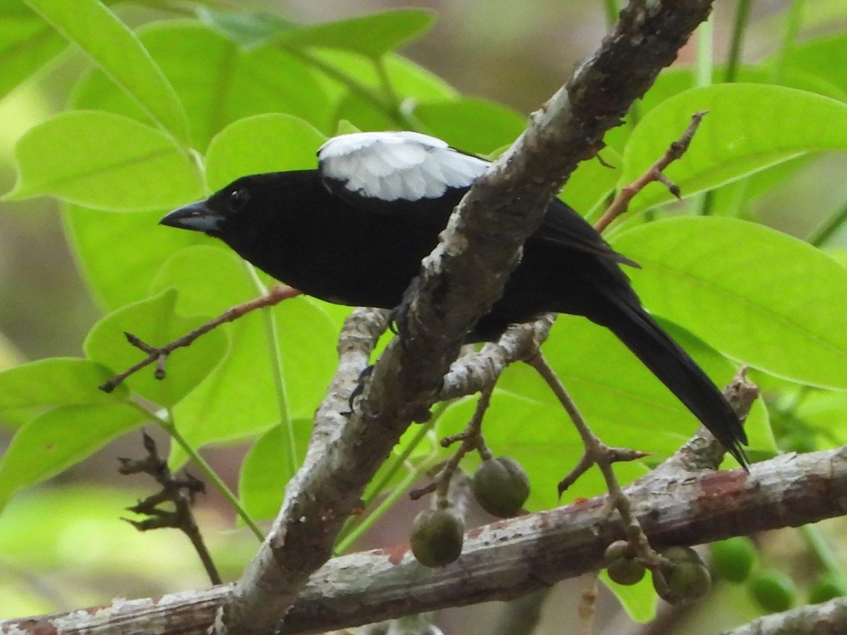 White-shouldered Tanager - Mary Leigh