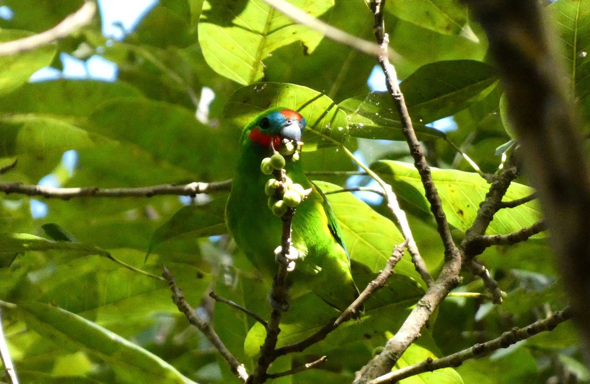 Double-eyed Fig-Parrot - Ian Starling
