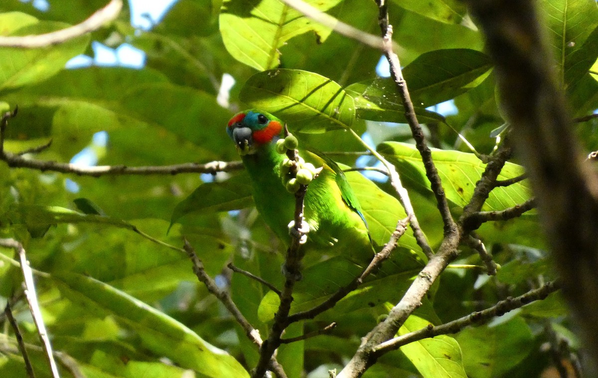Double-eyed Fig-Parrot - ML618008043