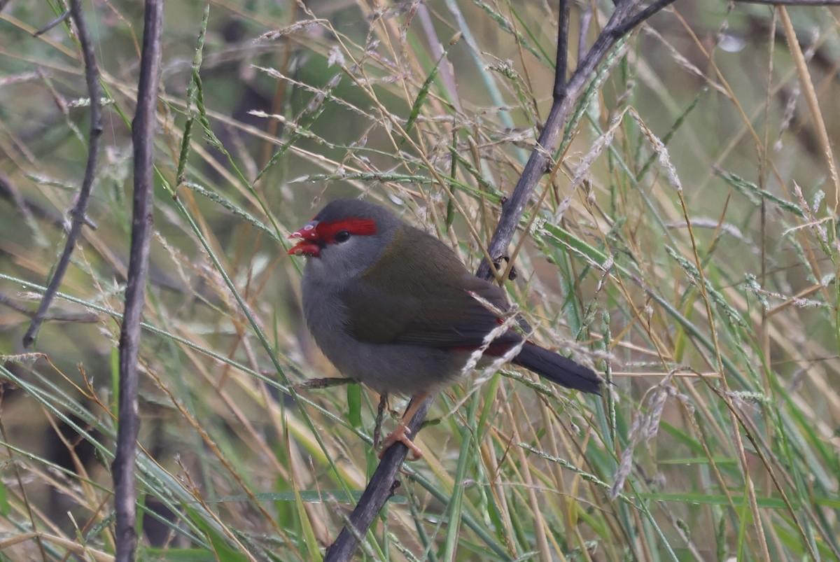 Red-browed Firetail - ML618008044