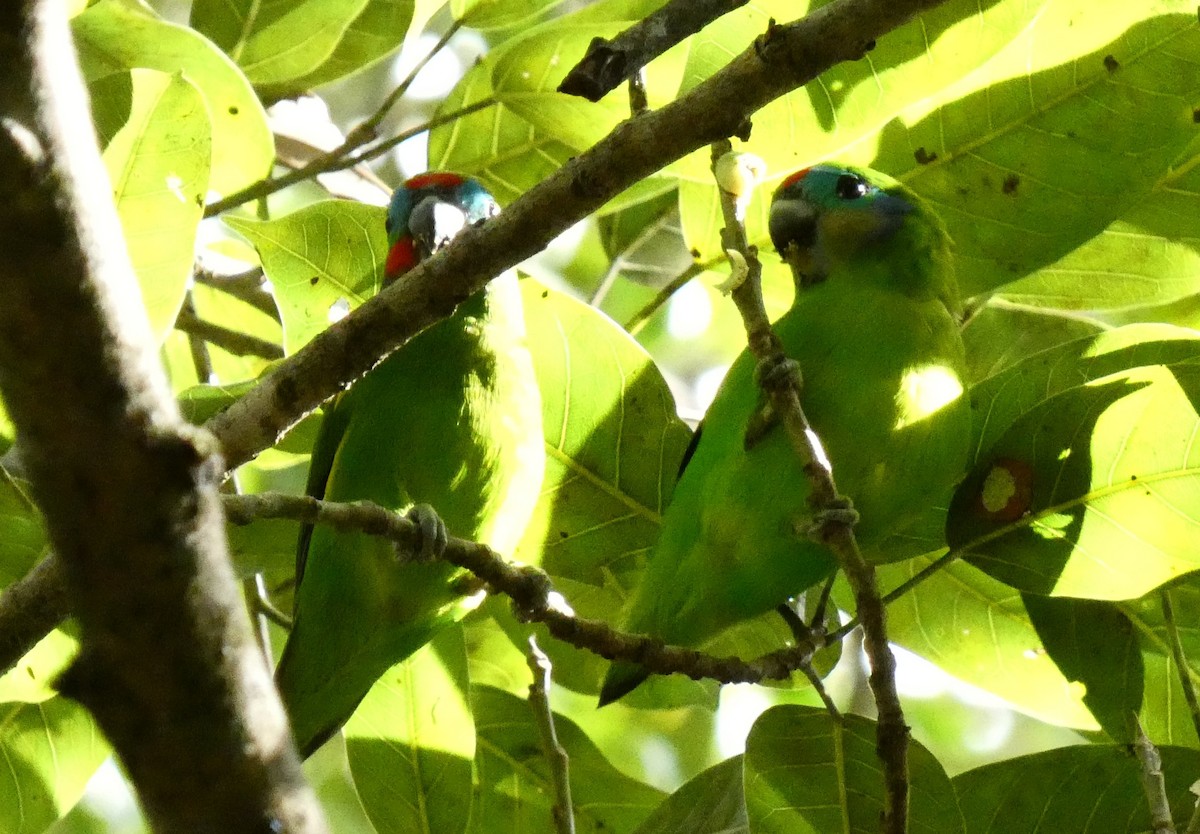Double-eyed Fig-Parrot - ML618008048