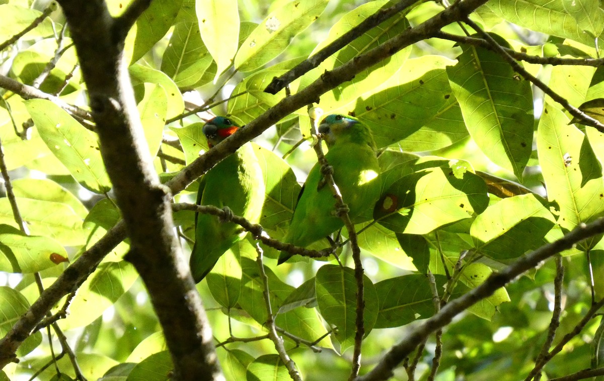 Double-eyed Fig-Parrot - ML618008050