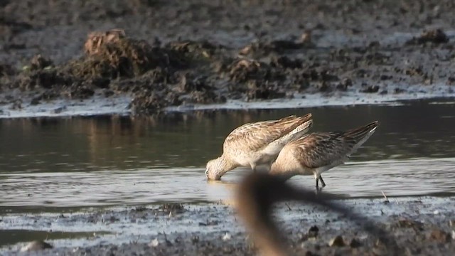 Asian Dowitcher - ML618008075