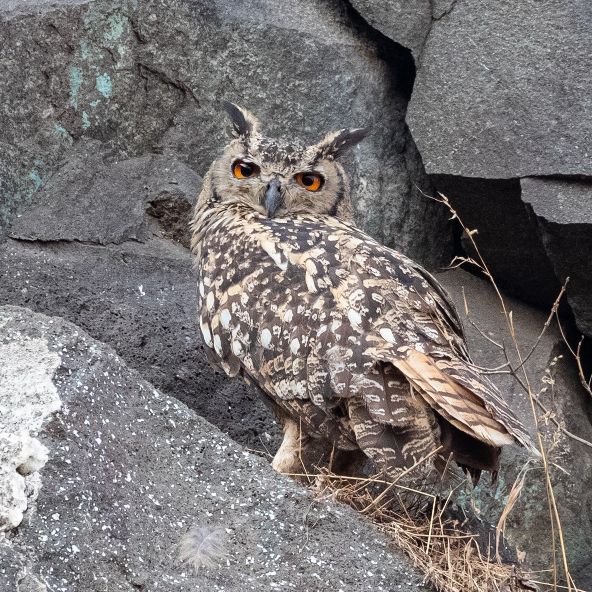 Rock Eagle-Owl - ML618008083