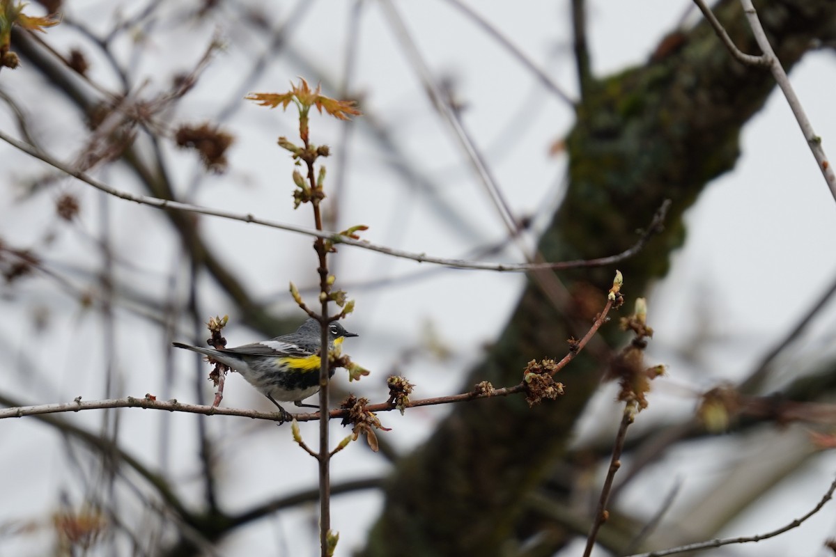 Yellow-rumped Warbler - Mark Swanson
