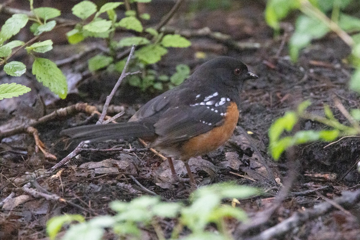 Spotted Towhee - ML618008169