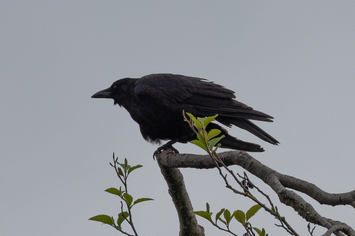 American Crow - ML618008174