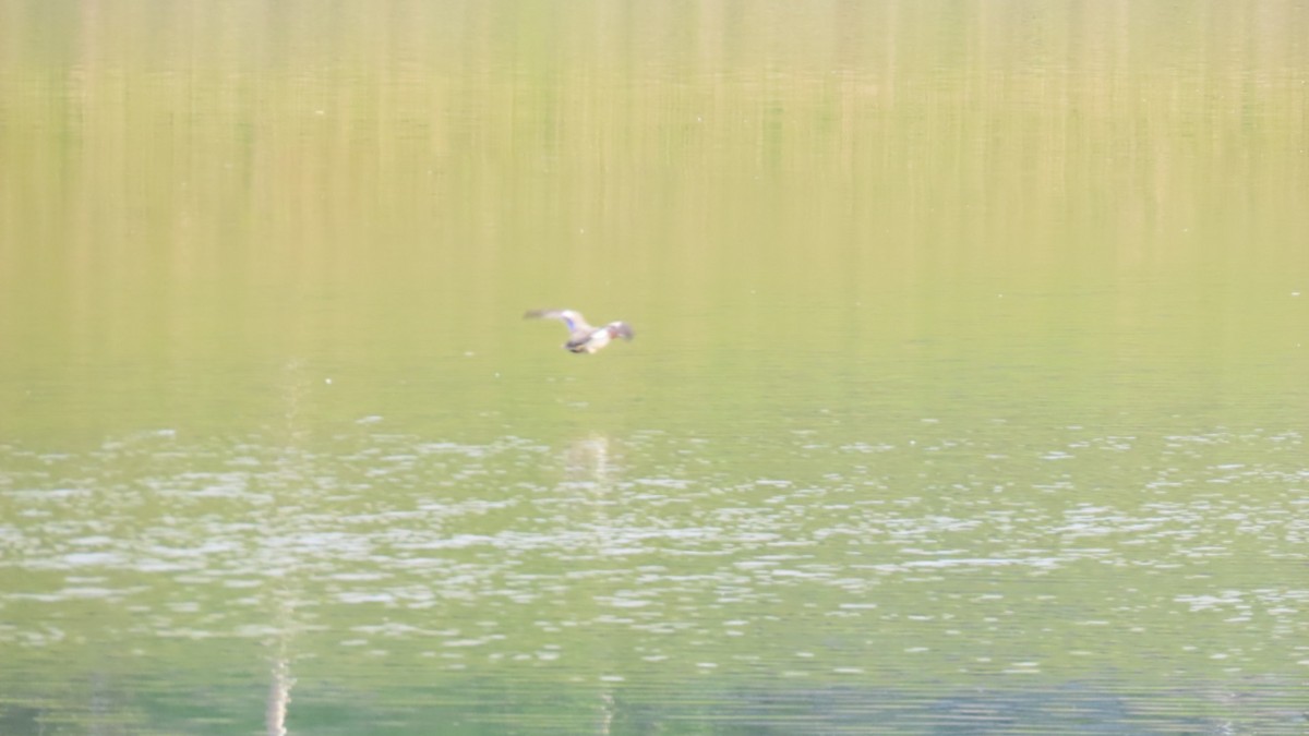 Eastern Spot-billed Duck - YUKIKO ISHIKAWA