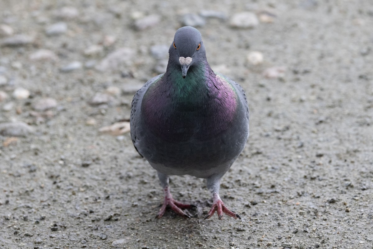 Rock Pigeon (Feral Pigeon) - ML618008216