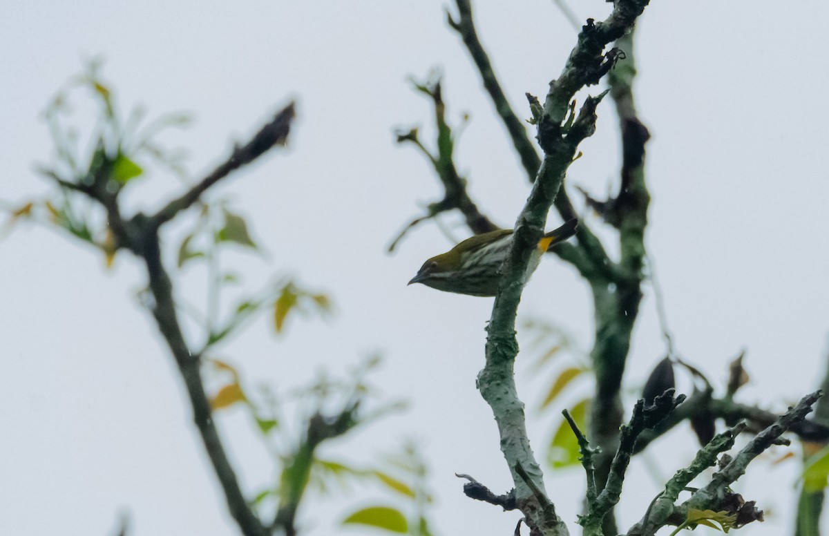Yellow-vented Flowerpecker - Arun Raghuraman