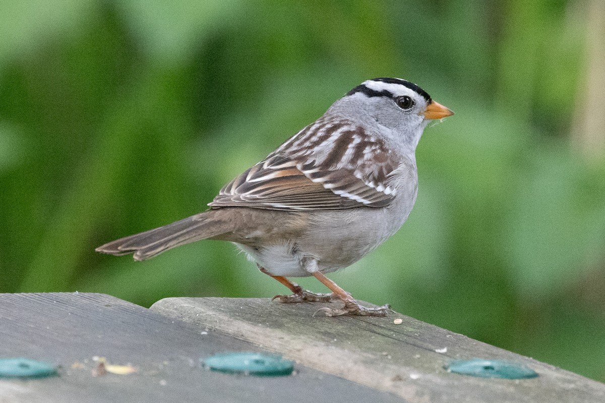 White-crowned Sparrow - ML618008236