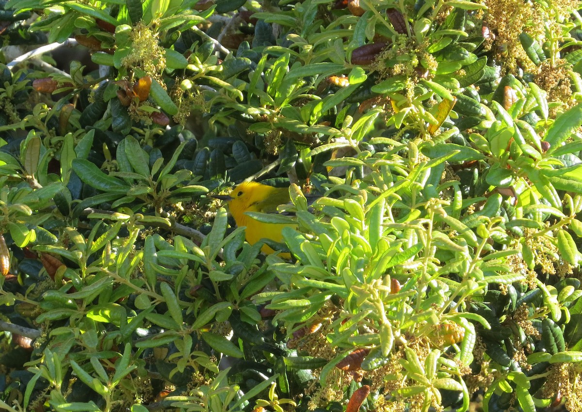 Prothonotary Warbler - ML618008244