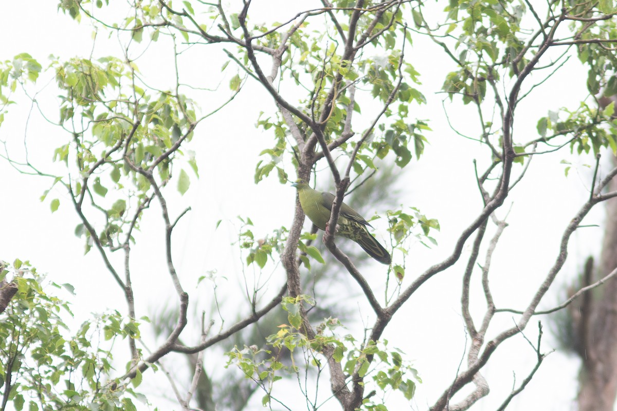 Whistling Green-Pigeon (Ryukyu) - Morten Lisse