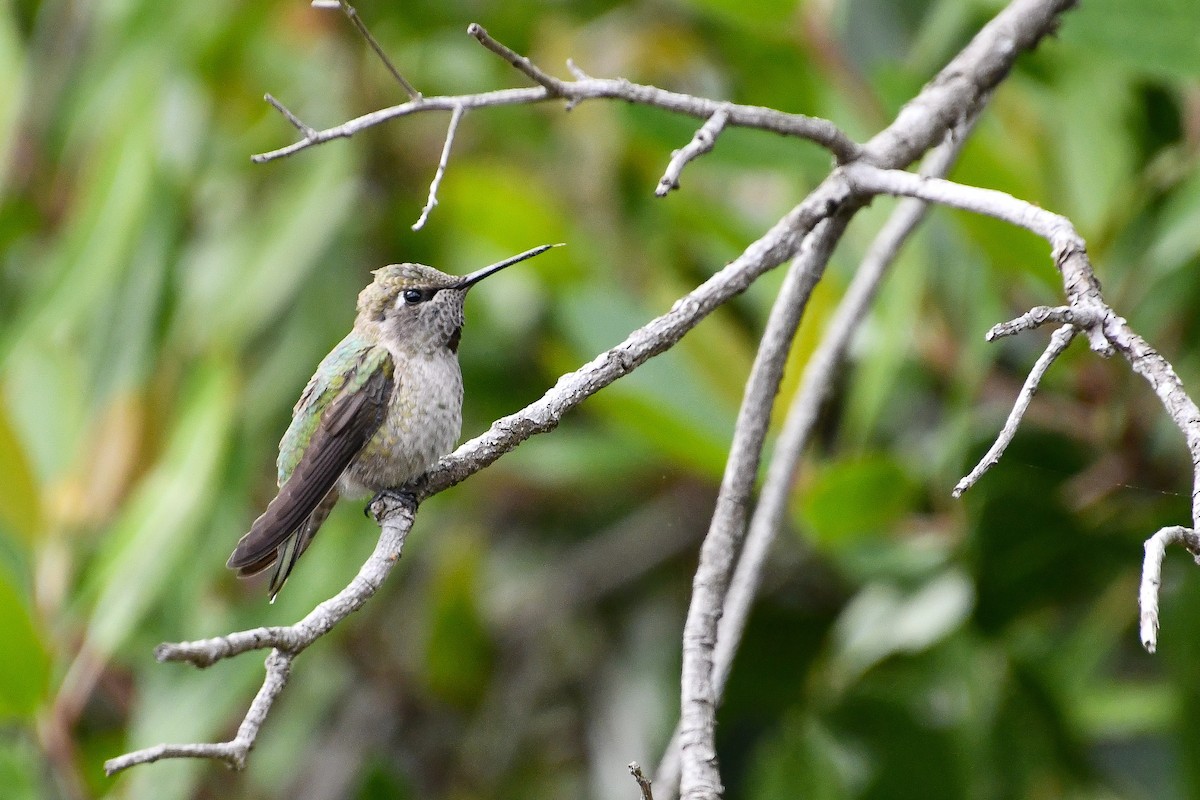 Anna's Hummingbird - Mohan Shenoy