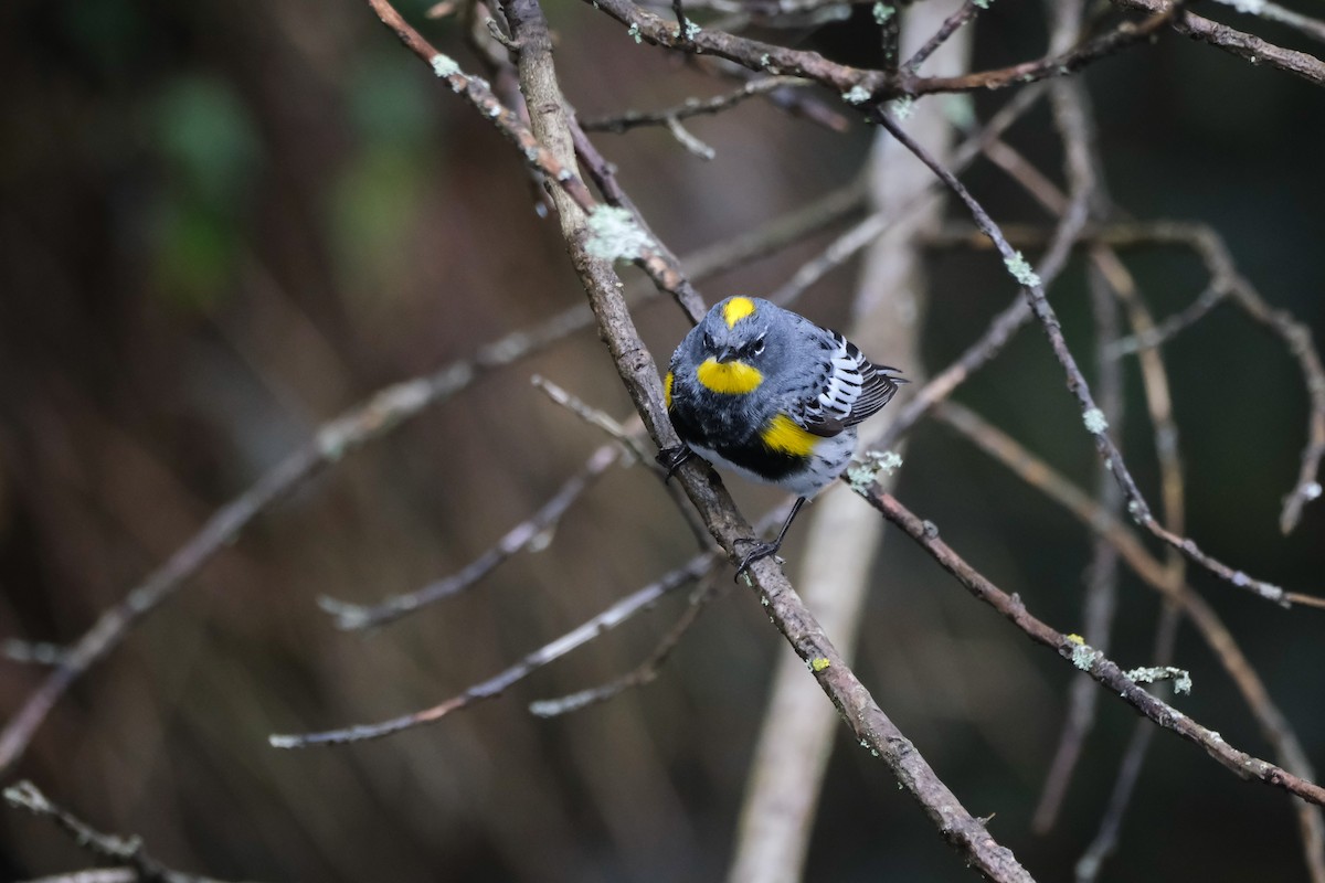 Yellow-rumped Warbler (Audubon's) - Destiny Greig
