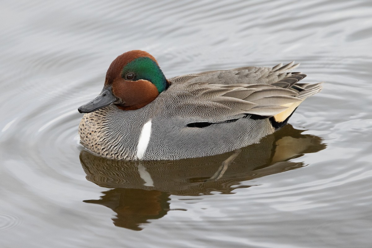 Green-winged Teal - ML618008266