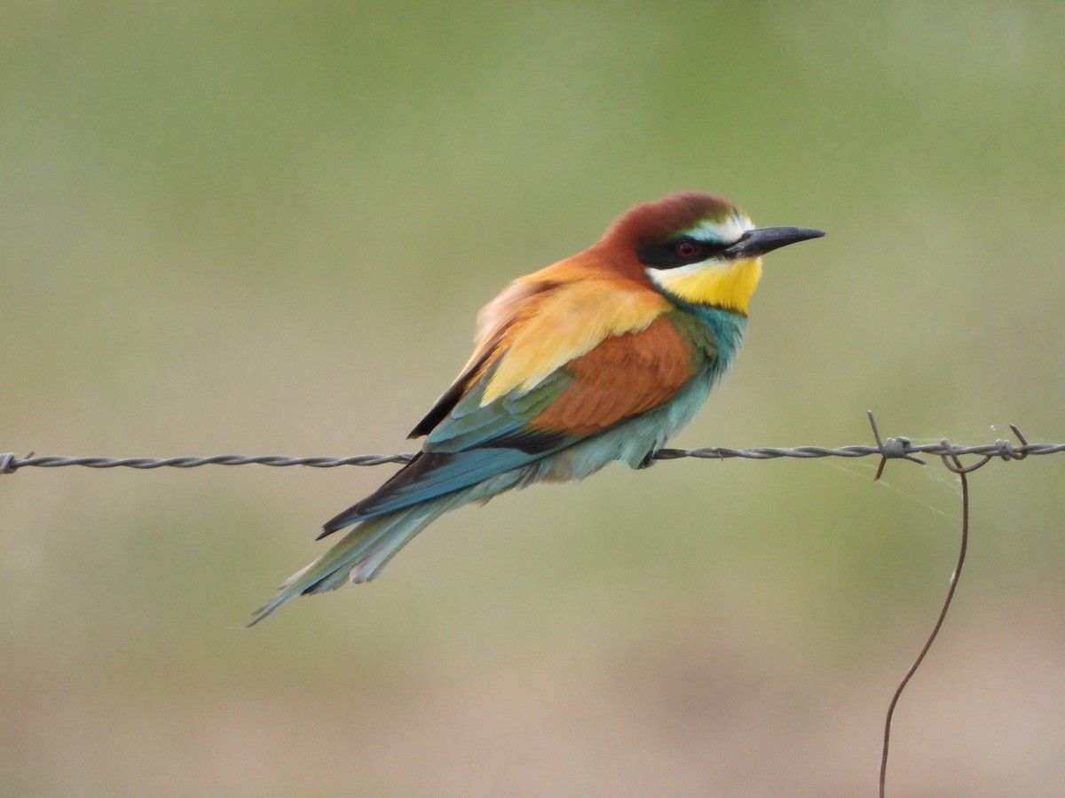 European Bee-eater - ML618008278