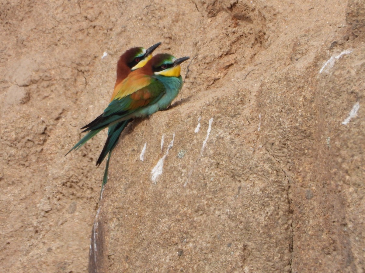 European Bee-eater - Jon Iratzagorria Garay