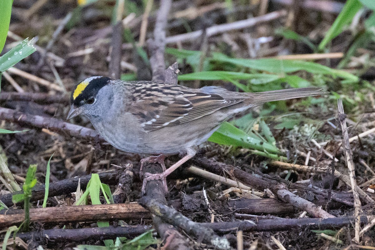 Golden-crowned Sparrow - ML618008295