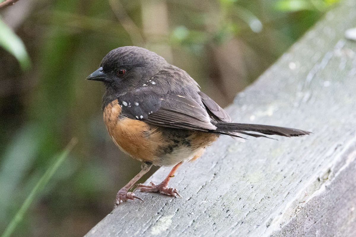 Spotted Towhee - ML618008314