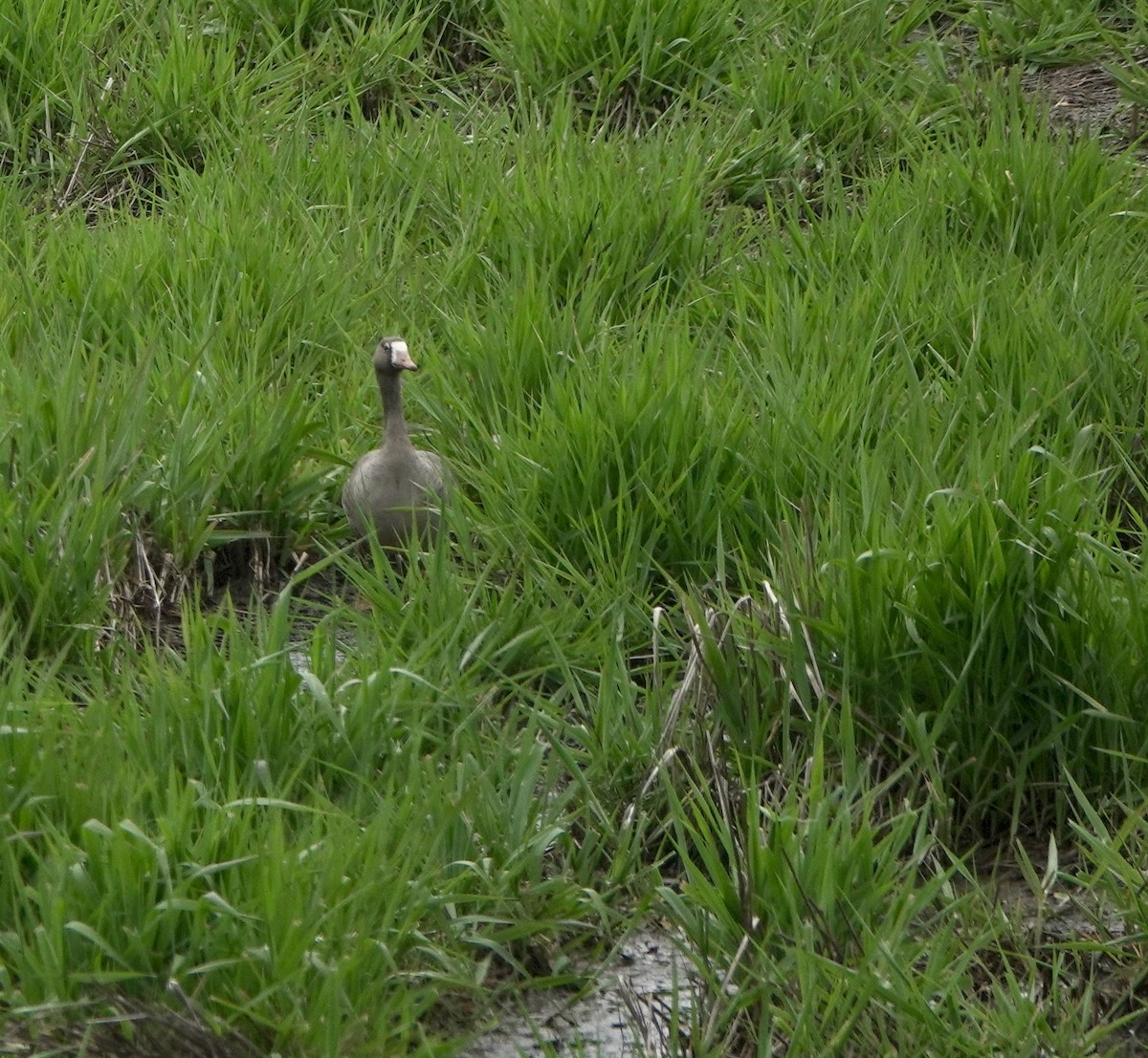 Greater White-fronted Goose - MA MU