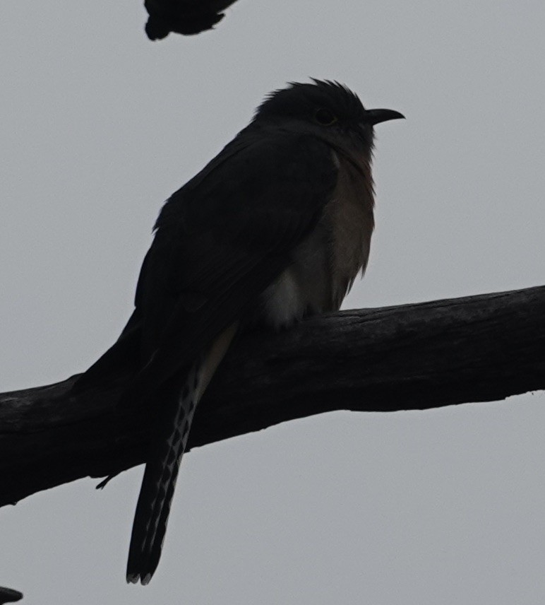 Fan-tailed Cuckoo - Robert Morison and Joyce Ives