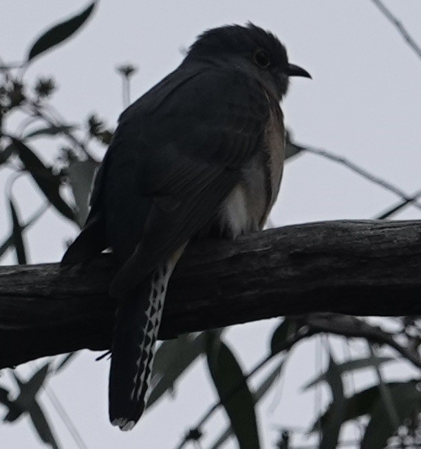 Fan-tailed Cuckoo - ML618008402