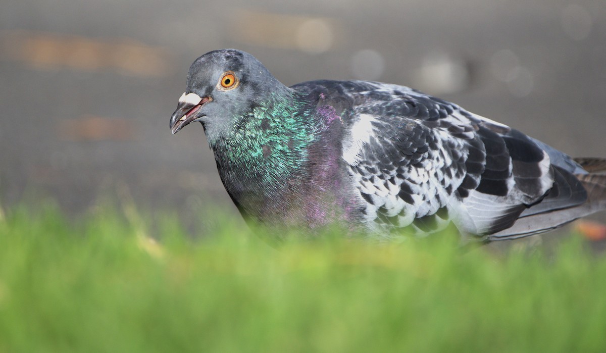 Rock Pigeon (Feral Pigeon) - Brendan Tucker