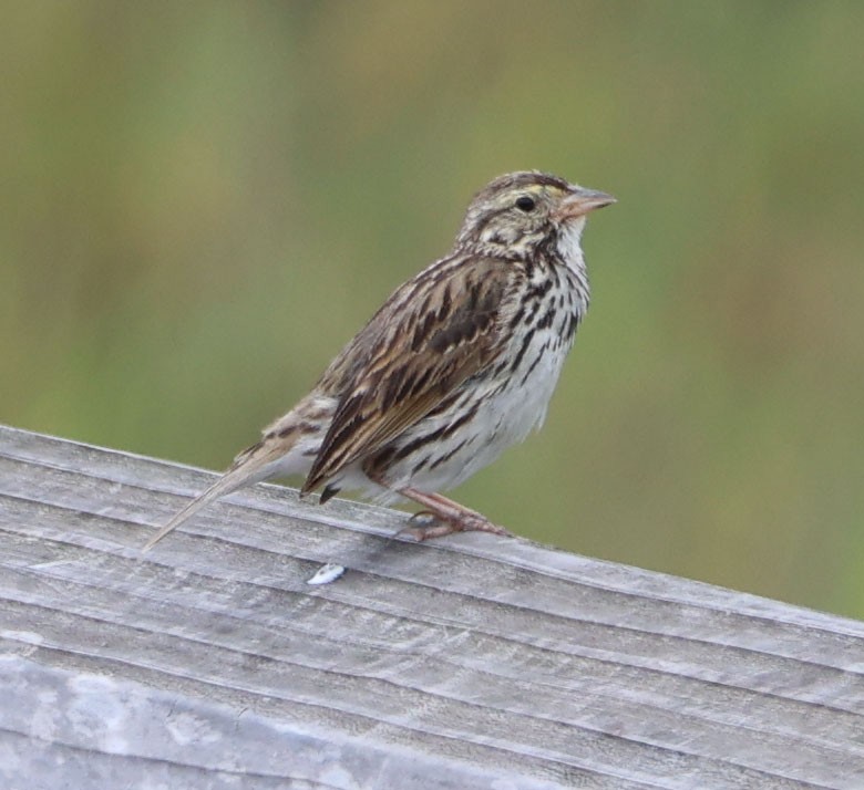 Savannah Sparrow (Belding's) - ML618008429