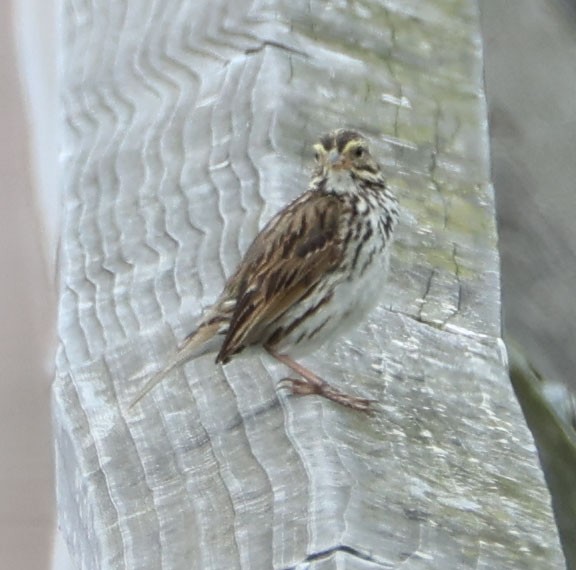 Savannah Sparrow (Belding's) - ML618008430