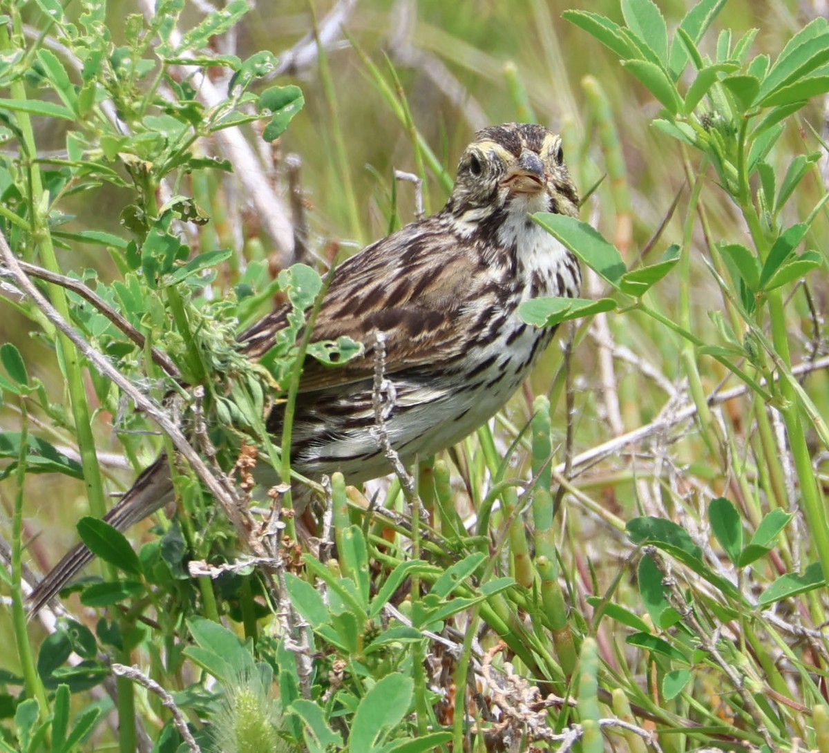 Savannah Sparrow (Belding's) - ML618008431