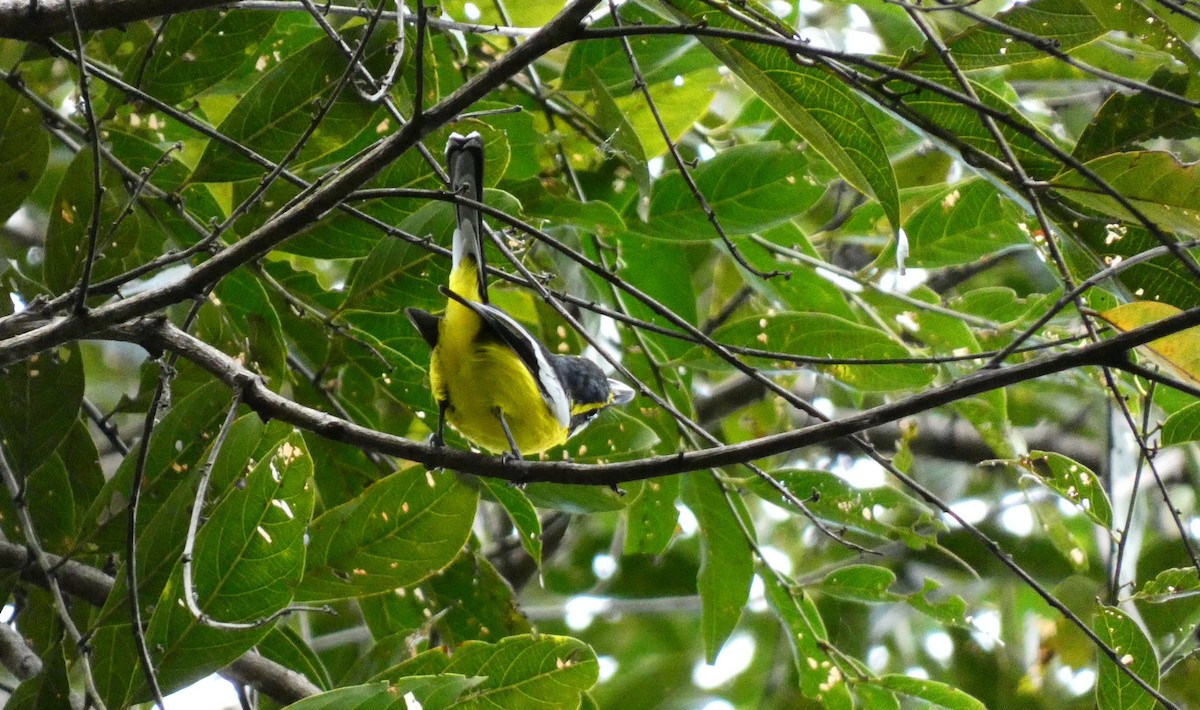Yellow-breasted Boatbill - ML618008455