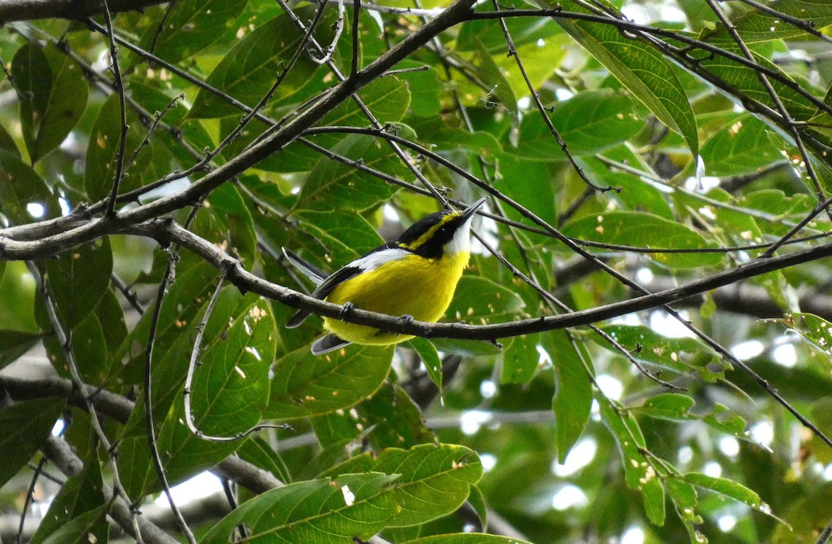 Yellow-breasted Boatbill - ML618008456