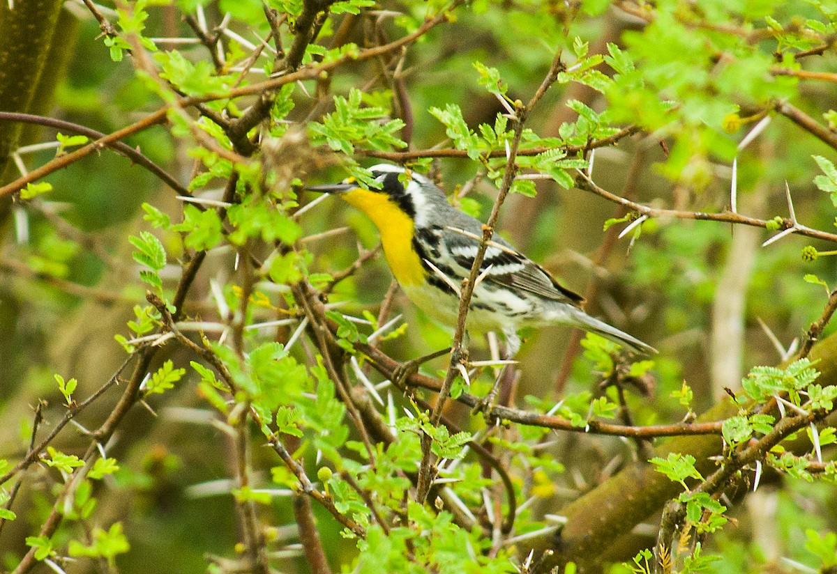 Yellow-throated Warbler - Marjel Morales Gato