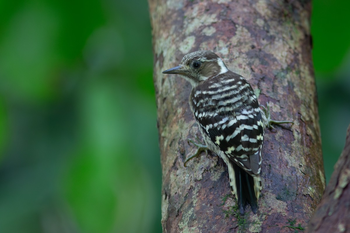 Japanese Pygmy Woodpecker - Morten Lisse
