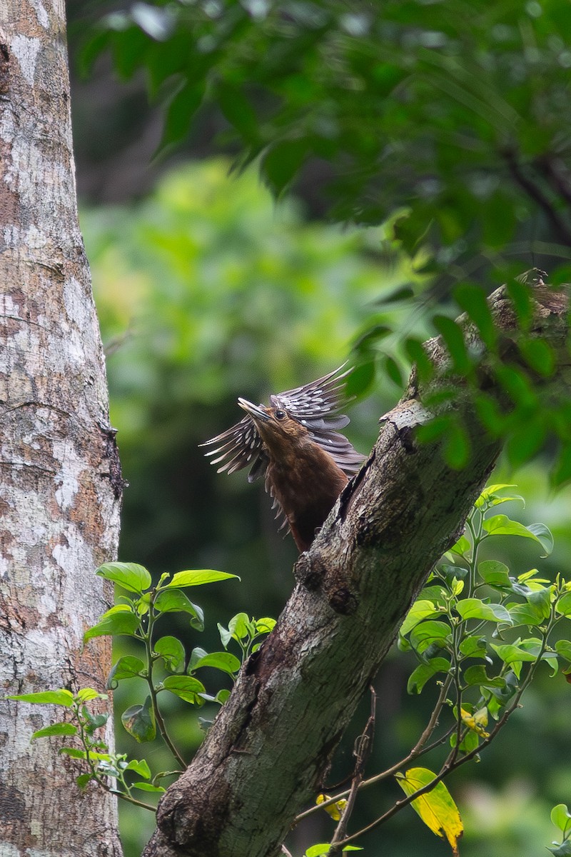 Okinawa Woodpecker - Morten Lisse