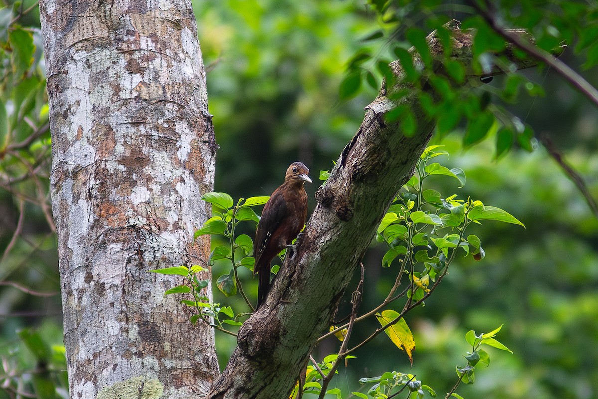 Okinawa Woodpecker - ML618008596