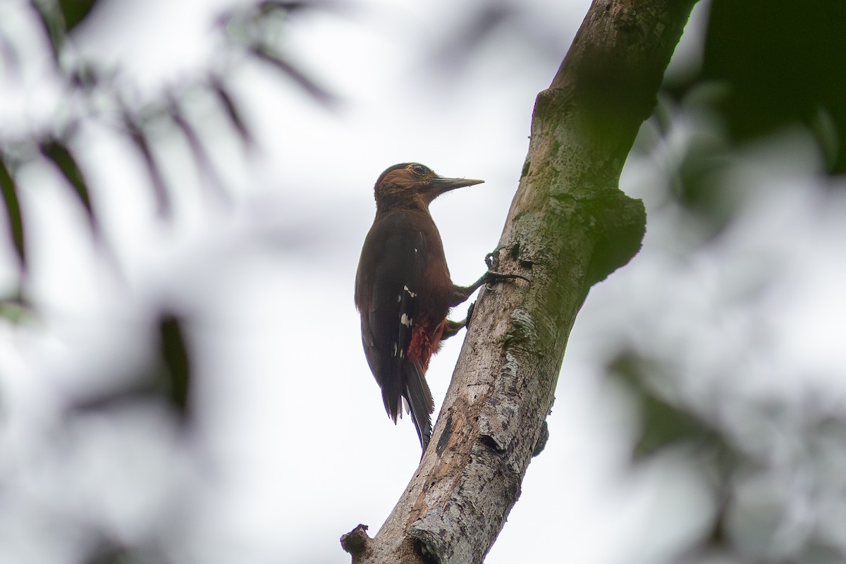 Okinawa Woodpecker - ML618008606