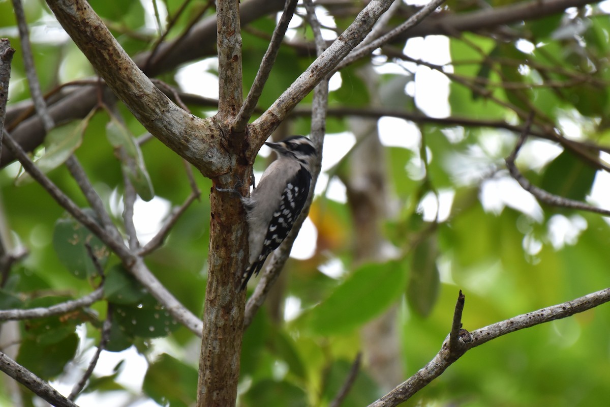 Downy Woodpecker - ML618008613