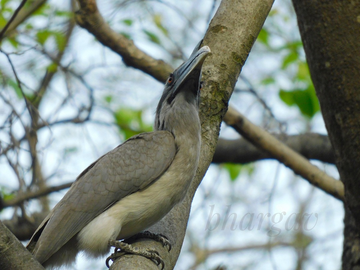 Indian Gray Hornbill - ML618008620