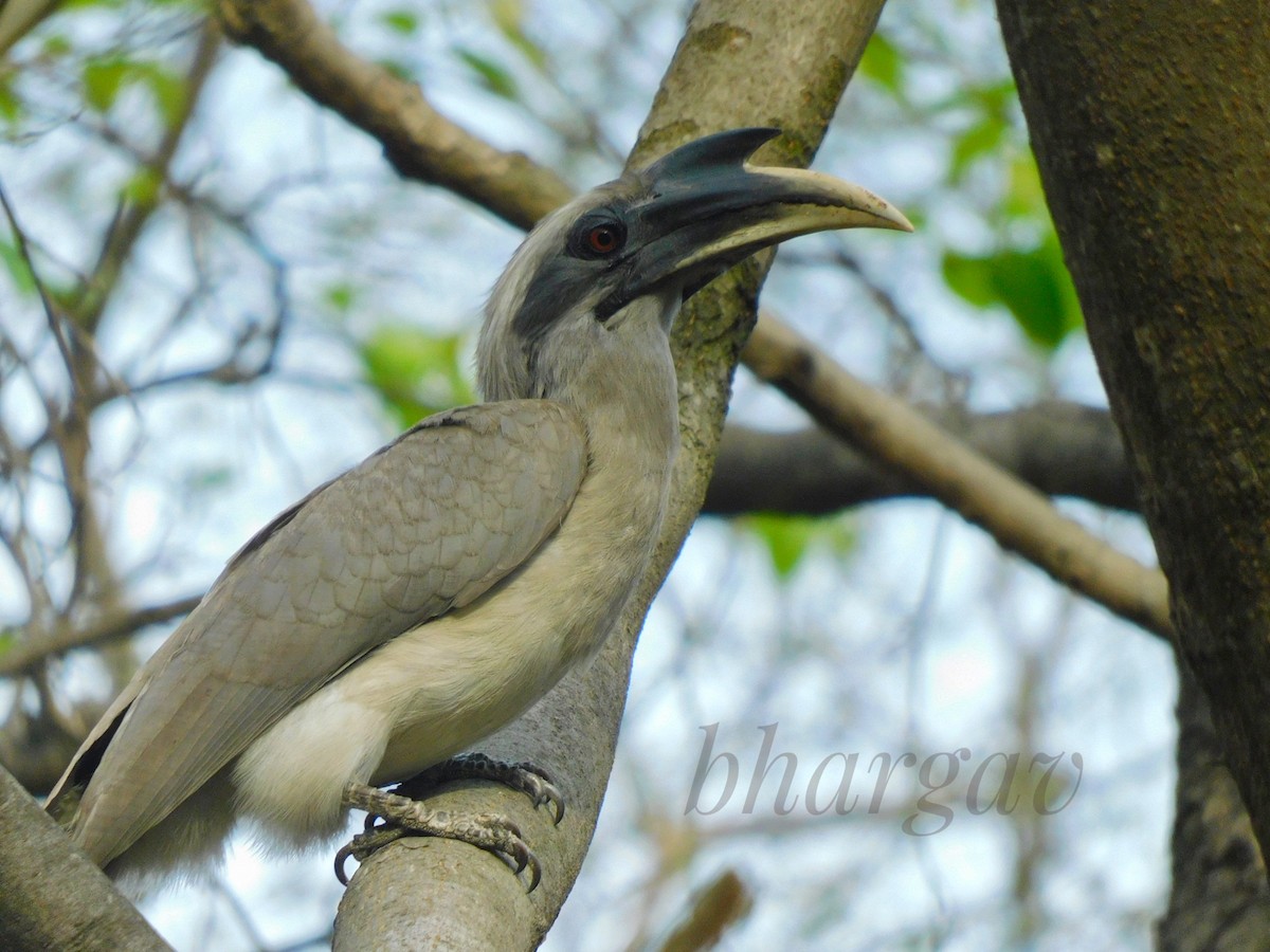 Indian Gray Hornbill - Bhargav P