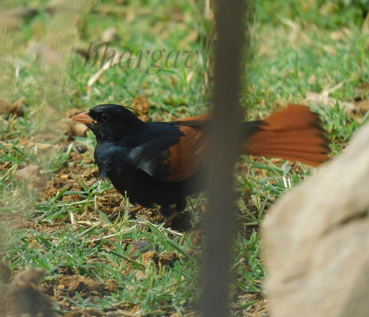 Crested Bunting - ML618008624